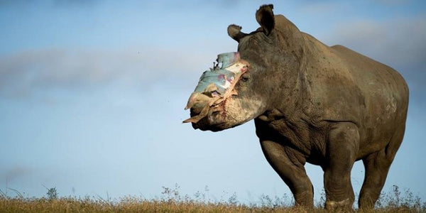 Will your grandkids live in a world without rhinos??