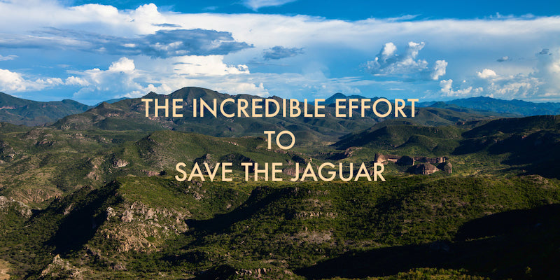 The Incredible Effort to Save the Jaguar