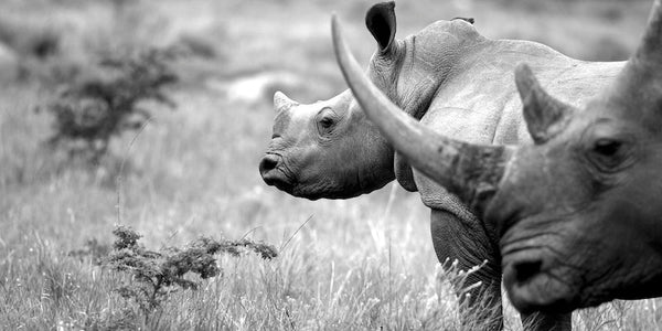 Will your grandkids live in a world without rhinos??
